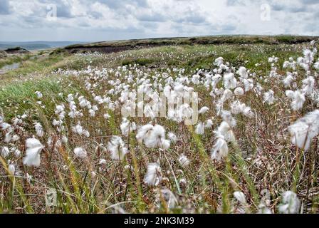 Cottongras mit seinen flauschigen, weißen Samenköpfen am Pen-y-Gent, Yorkshire Dales National Park, North Yorkshire. Stockfoto