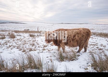 Highland-Rinder grasen gelegentlich in der Nähe des Ebor Gate auf der Settto Malham Road. Hier sehen Sie eine in einer verschneiten Zeit oben auf dem Moor. Stockfoto