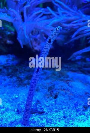 Gefleckter Gartenaal: Heteroconger hassi im Aquarium mit dunkelblauem Glas. Stockfoto