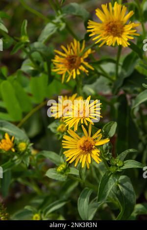 Im Sommer blüht die wilde Heilpflanze Inula in der Wildnis. Stockfoto