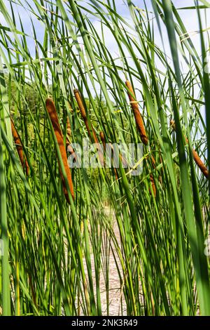 Typha latifolia broadleaf cattail, bulrush, common bulrush, common cattail, great reedmace, coopers Schilf, Cumbungi ist eine mehrjährige krautige Pflanze in g Stockfoto