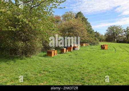 Bienenstöcke auf einer Wiese bei Weissach Stockfoto