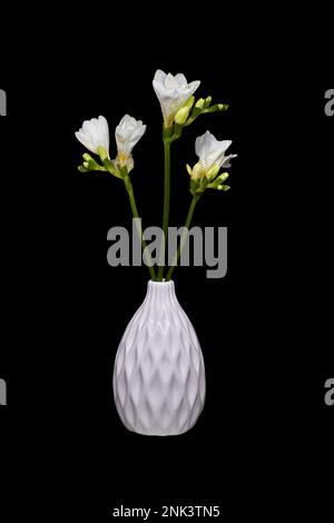 Bild von weißen Freesia-Blumen in einer Vase auf schwarzem Hintergrund Stockfoto