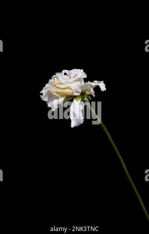 Bild einer trockenen verwelkten weißen Blume auf schwarzem Hintergrund Stockfoto