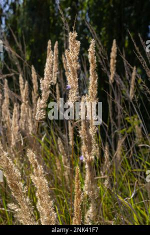 Calamagrostis epigejos ist eine mehrjährige krautige Pflanze der Familie der schlanken Beine mit einem langen schleichenden Rhizom. Herbstpflanzen mit Samen. Medizinische pla Stockfoto