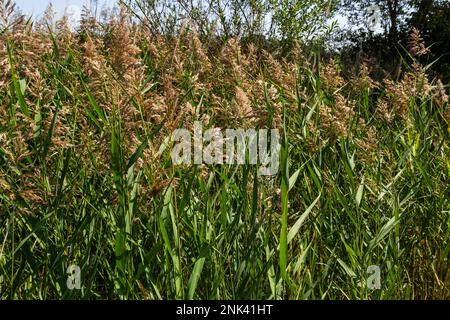 Phragmites australis ist eine mehrjährige bläulich-grüne Pflanze der Grasfamilie mit einem langen schleichenden Rhizom. Stockfoto