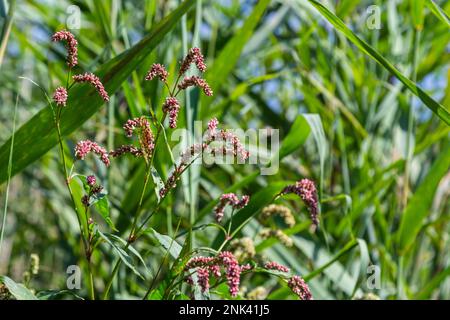 Persicaria longiseta ist eine Art Blütenpflanze in der Knotweed-Familie, bekannt unter den gebräuchlichen Namen Oriental Lady's Thumb, Bristly Lady's Thumb, Asi Stockfoto