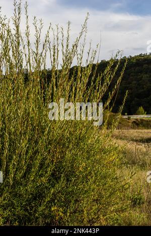 Salix purpurea purpurpurrote Weide oder Korbweide ist eine Art von Salix, die in den meisten Teilen Europas heimisch ist. Violette Weidenkatze, Salix purpurea. Stockfoto