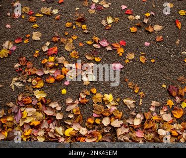 Eine Streuung von bunten Blättern auf einer Straßenoberfläche im Herbst/Herbst. Geeignet als Hintergrundbild zum Hinzufügen von zusätzlichem Text und anderen Objekten Stockfoto