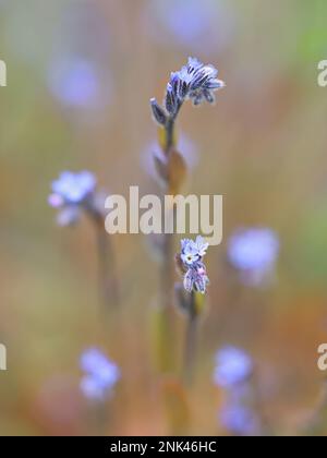 Blaues Skorpiongras, Myosotis stricta, auch bekannt als strenge vergessene, wilde Frühlingsblume aus Finnland Stockfoto