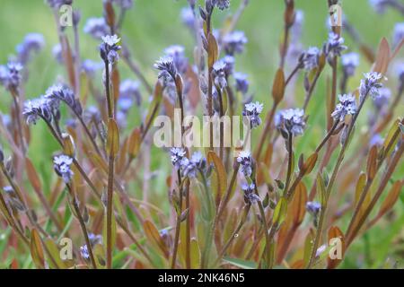 Myosotis stricta, bekannt als strenger „vergiss-mich-nicht“ und blaues Skorpiongras, wilde Frühlingsblume aus Finnland Stockfoto