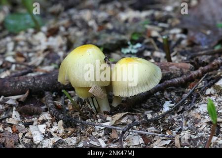 Bolbitius titubans, auch als Bolbitius vitellinus bekannt, die gemeinhin als Gelb Fieldcap oder Eigelb, Fieldcap Wild Mushroom aus Finnland Stockfoto