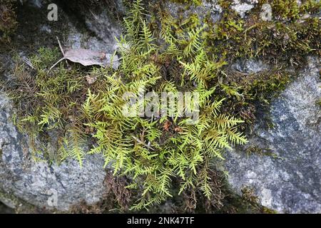 Abietinella abietina, auch bekannt als Thuidium abietinum, ein Pleurokarpusmoos aus Finnland, kein gebräuchlicher englischer Name Stockfoto
