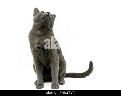 Graue Katze, die auf weißem Hintergrund aufblickt Stockfoto