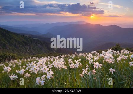 Abend Landschaft mit Blumen. Blühenden Narzissen in den Bergen. Die untergehende Sonne. Karpaten, Ukraine Stockfoto