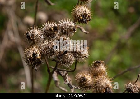 Arctium lappa, kleine Klette mit Trockensaatköpfen. Arctium minus, Herbst auf der Wiese mit getrockneten Blumen, Klette, gemeinhin als große Klette bezeichnet, essbar Stockfoto