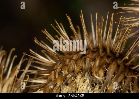 Die Stachelkraut-Burdock-Pflanze oder Arctium-Pflanze aus der Familie der Asteraceae. Trockenes braunes Arctium minus. Getrocknete Samenköpfe im Herbst. Reife Grate mit scharfem C. Stockfoto