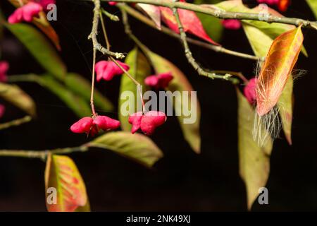 Euonymus europaeus european Common Spindle Capsulular reifende Herbstfrüchte, rot bis violett oder rosa mit Orangensamen, bunten Herbstblättern. Stockfoto