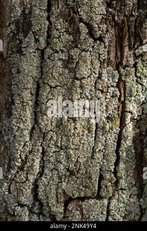 Nahaufnahme. GreenShield foliose White Tube bone Pillow lichen Parmeliaceae Family Hypogymnia Physodes, die auf Rindenkoniferen im Wald wachsen. Sy Stockfoto