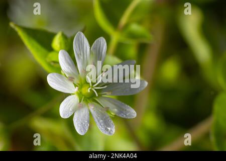 Myosoton aquaticum, Pflanze mit kleiner weißer Blume, bekannt als Wasserkicherkraut oder riesiges Kicherkraut auf grünem, verschwommenem Hintergrund. Stockfoto