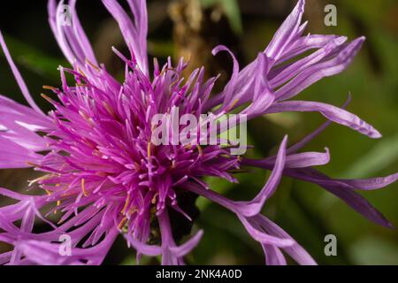 Centaurea Jakea, Draufsicht braune Knapweed Violette Blüten in Wiese Makro selektiv Fokus. Stockfoto