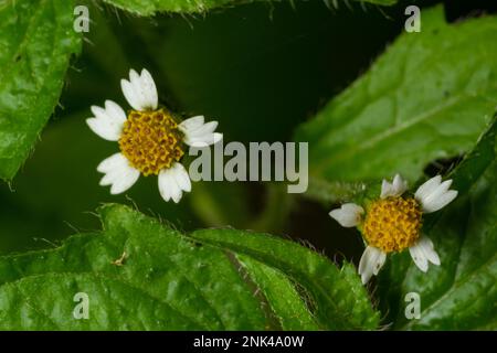 Galinsoga quadriradiata, Galinsoga ciliata Shaggy Soldat, peruanische Gänseblümchen, haarige Galinsoga, gesäumtes Quickweed. Stockfoto