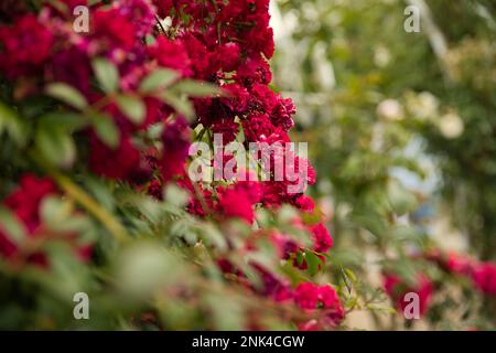 Eine Gruppe roter Rosen konzentriert sich in der Mitte, diffus andere Rosen im Vordergrund und diffus grüne Blätter im Hintergrund. Stockfoto