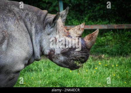 Rhino Closeup Stockfoto