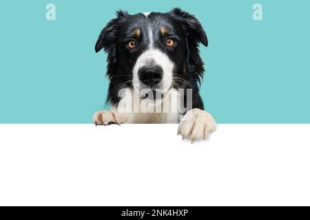 Banner Summer Border Collie Dog, hängt seine Pfoten in einer Platzpatrone auf. Isoliert auf blauem Hintergrund. Stockfoto