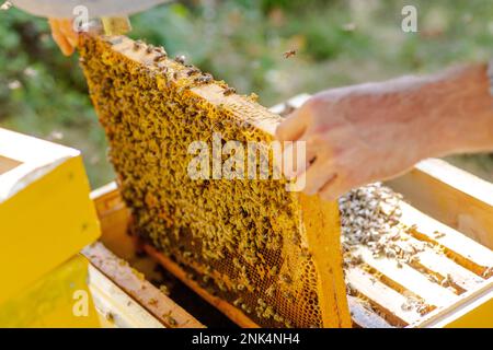 Aus dem Bienenstockrahmen entfernt. Holzbienenstockrahmen, mit wenigen Arbeiterbienen APIs mellifica. Bedeckte Brut- und Kammaufsätze sichtbar. Natur, Insekt Stockfoto