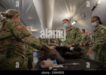 USA Army Reserve Capt. Gabrielle Schrader, eine Veterinärazistin der 422. Abteilung Medizinische Dienste, Left, spricht über die Trainingsfunktionen von „Diesel“, einem animatronischen Hund, der zur Simulation eines realistischen Trainings verwendet wird, in die USA Medizinisches Personal der Marine während der Kampfunterstützungsübung (CSTX) und Global Medic auf Fort McCoy, Wisconsin, 11. August 2022. Diese Demonstration war Teil einer gemeinsamen Branchentraining, um medizinisches Personal in den Krankenhäusern auf die Behandlung und Pflege militärischer Arbeitshunde vorzubereiten. Stockfoto