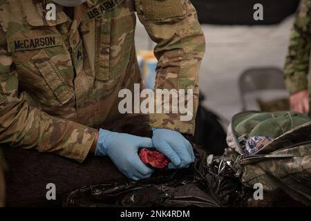 USA Army Reserve Staff Sgt. Trevor McCarson, ein Tierpflegespezialist der 422. Medical Detachment (Veterinary Services), demonstriert, wie man Druck auf eine große Wunde auf „Diesel“, einem animatronischen Hund, der zur Simulation eines realistischen Trainings verwendet wird, in die USA ausübt Medizinisches Personal der Marine während der Kampfunterstützungsübung (CSTX) und Global Medic auf Fort McCoy, Wisconsin, 11. August 2022. Diese Demonstration war Teil einer gemeinsamen Branchentraining, um medizinisches Personal in den Krankenhäusern auf die Behandlung und Pflege militärischer Arbeitshunde vorzubereiten. Stockfoto