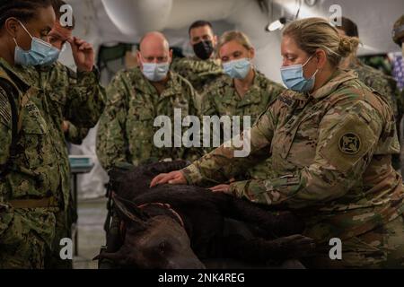 USA Army Reserve Capt. Gabrielle Schrader, eine Veterinäreinheit der 422. Medizinischen Einheit (Veterinary Services), demonstriert in den USA, wie man die Rippen überprüft, bevor man eine Dekompression der Nadelbrust auf „Diesel“ einführt, einem animatronischen Hund, der ein realistisches Training simuliert Medizinisches Personal der Marine während der Kampfunterstützungsübung (CSTX) und Global Medic auf Fort McCoy, Wisconsin, 11. August 2022. Diese Demonstration war Teil einer gemeinsamen Branchentraining, um medizinisches Personal in den Krankenhäusern auf die Behandlung und Pflege militärischer Arbeitshunde vorzubereiten. Stockfoto