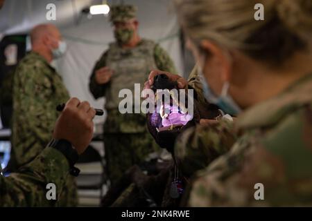 USA Army Reserve Capt. Gabrielle Schrader, eine Veterinär-Dienstleiterin bei der 422. Medizinischen Einheit (Veterinary Services), demonstriert, wie man mit „Diesel“, einem animatronischen Hund, der ein realistisches Training simuliert, richtig nach Verstopfungen in den Atemwegen sucht Medizinisches Personal der Marine während der Kampfunterstützungsübung (CSTX) und Global Medic auf Fort McCoy, Wisconsin, 11. August 2022. Diese Demonstration war Teil einer gemeinsamen Branchentraining, um medizinisches Personal in den Krankenhäusern auf die Behandlung und Pflege militärischer Arbeitshunde vorzubereiten. Stockfoto