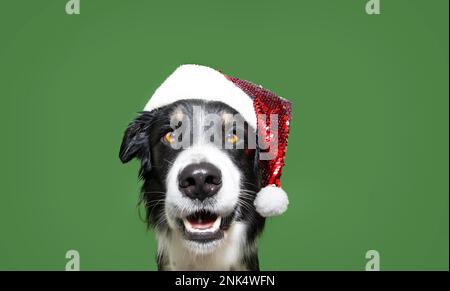 Porträt Hündchen Collie Hündchen feiert weihnachten mit weihnachtsmann Hut. Isoliert auf grünem Hintergrund Stockfoto