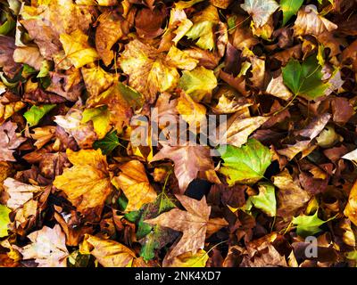 Wunderschön viele bunte Herbstblätter lagen auf dem Boden Stockfoto
