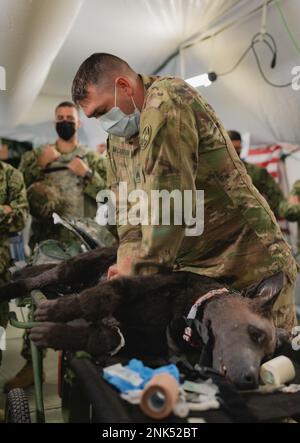 Sgt. Trevor McCarson, Tierpflegespezialist bei der 422. Medical Detachment (Veterinary Services), demonstriert die richtige kardiopulmonale Wiederbelebung (CPR) bei „Diesel“, einem animatronischen Hund, der zur Simulation eines realistischen Trainings verwendet wird, in die USA Medizinisches Personal der Marine während der Kampfunterstützungsübung (CSTX) und Global Medic in Fort McCoy, Wisconsin, 11. August 2022. Gemeinsame Branchentraining zu Simulationen wie dieser wird durchgeführt, weil Tierärzte selten auf dem Schlachtfeld sind und dies bereitet Krankenhäuser auf die Behandlung militärischer arbeitender Hunde vor. Stockfoto