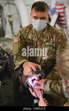 Sgt. Trevor McCarson, Tierpflegespezialist bei der 422. Medical Detachment (Veterinary Services), demonstriert angemessene Atemwegsmanagementtechniken bei „Diesel“, einem animatronischen Hund, der zur Simulation eines realistischen Trainings verwendet wird, in die USA Medizinisches Personal der Marine während der Kampfunterstützungsübung (CSTX) und Global Medic in Fort McCoy, Wisconsin, 11. August 2022. Gemeinsame Branchentraining zu Simulationen wie dieser wird durchgeführt, weil Tierärzte selten auf dem Schlachtfeld sind und dies bereitet Krankenhäuser auf die Behandlung militärischer arbeitender Hunde vor. Stockfoto