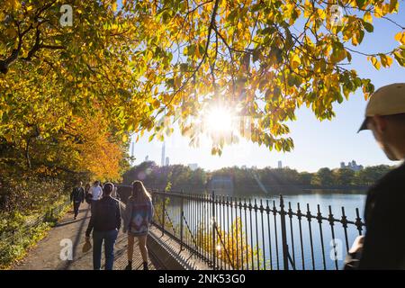 Im Central Park New York City erstrahlen die Bäume im Herbst von Sonnenlicht Stockfoto