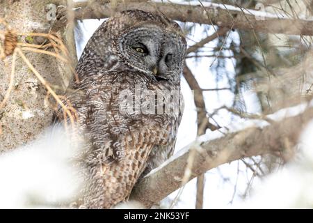 (Ottawa, Kanada---17. Februar 2023) Great Grey Owl Roosting in Ottawa. Stockfoto