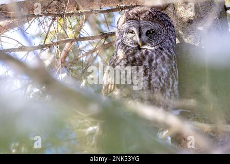 (Ottawa, Kanada---17. Februar 2023) Great Grey Owl Roosting in Ottawa. Stockfoto