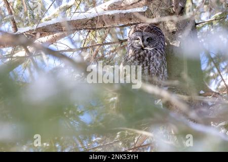 (Ottawa, Kanada---17. Februar 2023) Great Grey Owl Roosting in Ottawa. Stockfoto