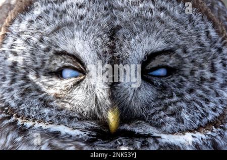 (Ottawa, Kanada---17. Februar 2023) Great Grey Owl Roosting in Ottawa. Stockfoto