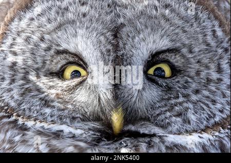 (Ottawa, Kanada---17. Februar 2023) Great Grey Owl Roosting in Ottawa. Stockfoto