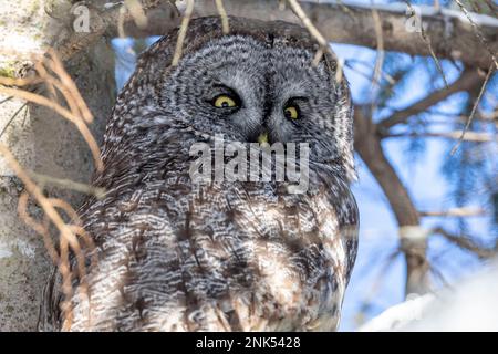 (Ottawa, Kanada---17. Februar 2023) Great Grey Owl Roosting in Ottawa. Stockfoto