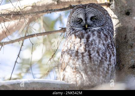 (Ottawa, Kanada---17. Februar 2023) Great Grey Owl Roosting in Ottawa. Stockfoto