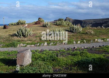 Wunderschöner Kaktusgarten am Meer in Agaete Stockfoto