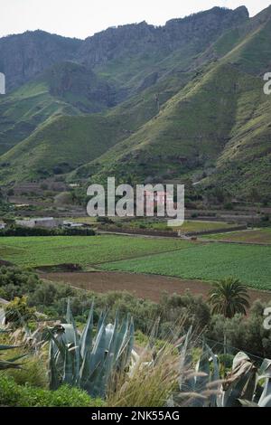 Ein fruchtbares Tal mit typischen Bauernhöfen und Feldern auf Gran Canaria Stockfoto