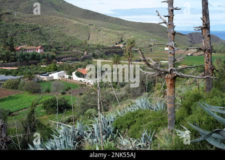 Ein fruchtbares Tal mit typischen Bauernhöfen und Feldern auf Gran Canaria Stockfoto