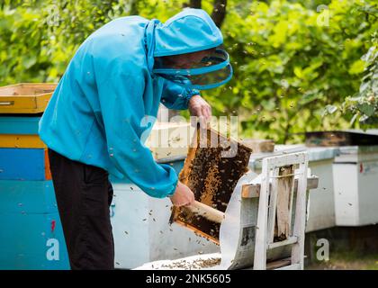 Der Imker schüttelt die Bienen mit dem Rahmen mit einem einzelnen Pinsel, um sie in den Nukleusbehälter zu übertragen. Die künstliche Besamung der Bienenkönigin. Rücknahme der Zuchtzungenbiene Stockfoto